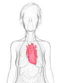 Elderly woman's heart, illustration