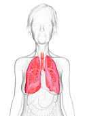 Elderly woman's lung, illustration