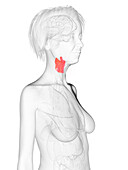 Elderly woman's larynx, illustration