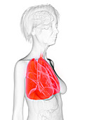 Elderly woman's lung, illustration