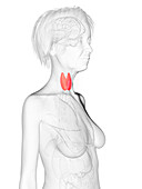 Elderly woman's thyroid gland, illustration