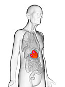 Elderly man's stomach, illustration