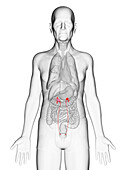 Elderly man's ureter, illustration