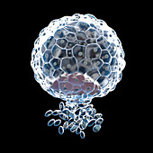 Implanted blastocyst, illustration