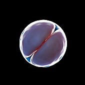 2 cell egg, illustration