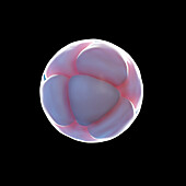 8 cell egg, illustration