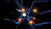 Active nerve cell, illustration