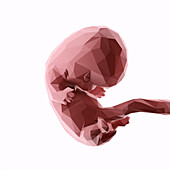 Human fetus at week 8, abstract illustration