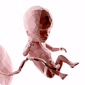 Human fetus at week 14, abstract illustration