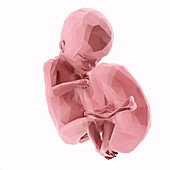 Human fetus at week 18, abstract illustration