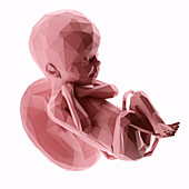 Human fetus at week 24, abstract illustration
