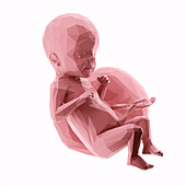 Human fetus at week 26, abstract illustration