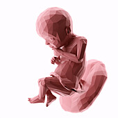 Human fetus at week 28, abstract illustration