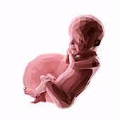 Human fetus at week 30, abstract illustration