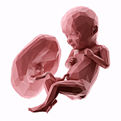 Human fetus at week 32, abstract illustration
