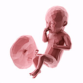 Human fetus at week 34, abstract illustration
