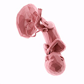Human fetus at week 36, abstract illustration
