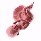 Human fetus at week 38, abstract illustration