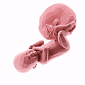 Human fetus at week 40, abstract illustration