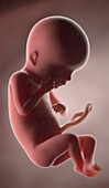 Human fetus at week 19, illustration