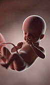 Human fetus at week 21, illustration