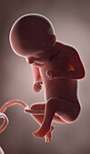 Human fetus at week 29, illustration