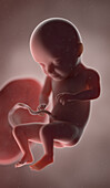 Human fetus at week 31, illustration