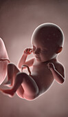 Human fetus at week 35, illustration