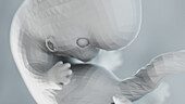 Human fetus at week 8, illustration