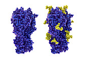 Haemagglutinin from H3N2 1968 influenza virus, illustration