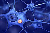 Rabies virus particles in neuron, illustration