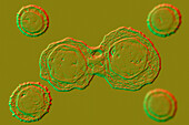 Stem cells, illustration