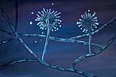 Aspergillus niger fungi, illustration