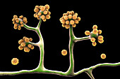 Cunninghamella fungi, illustration