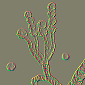 Scopulariopsis brevicaulis fungus, illustration