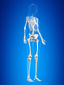 Human skeleton, illustration