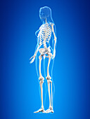 Human skeleton, illustration