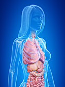 Human internal organs, illustration
