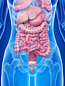 Human abdominal organs, illustration
