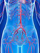 Human abdominal arteries, illustration