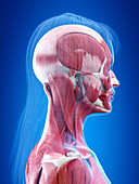 Human head muscles, illustration