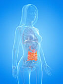 Human small intestine, illustration