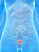 Human bladder, illustration