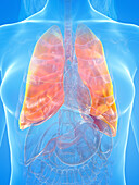 Human lung, illustration