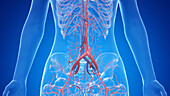 Human abdominal vascular system, illustration