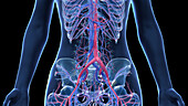 Human abdominal vascular anatomy, illustration
