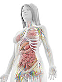Human anatomy, illustration