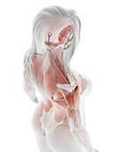 Human muscles, illustration