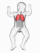 Illustration of a baby's lung
