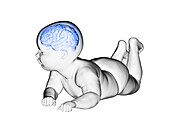 Illustration of the brain of a baby